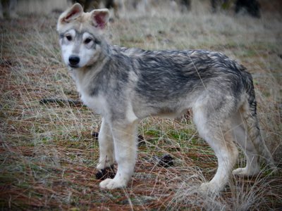 Mustang - 4 months old - standing sideways looking