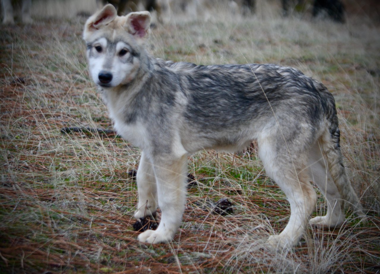 Mustang - 4 months old - standing sideways looking