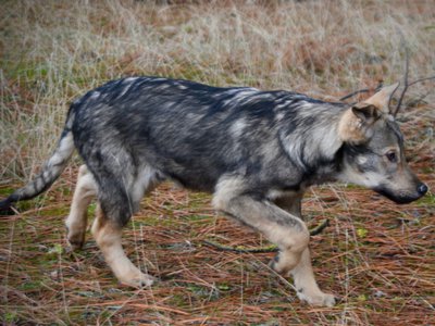 Patch - 4 months old - trotting sideways head down