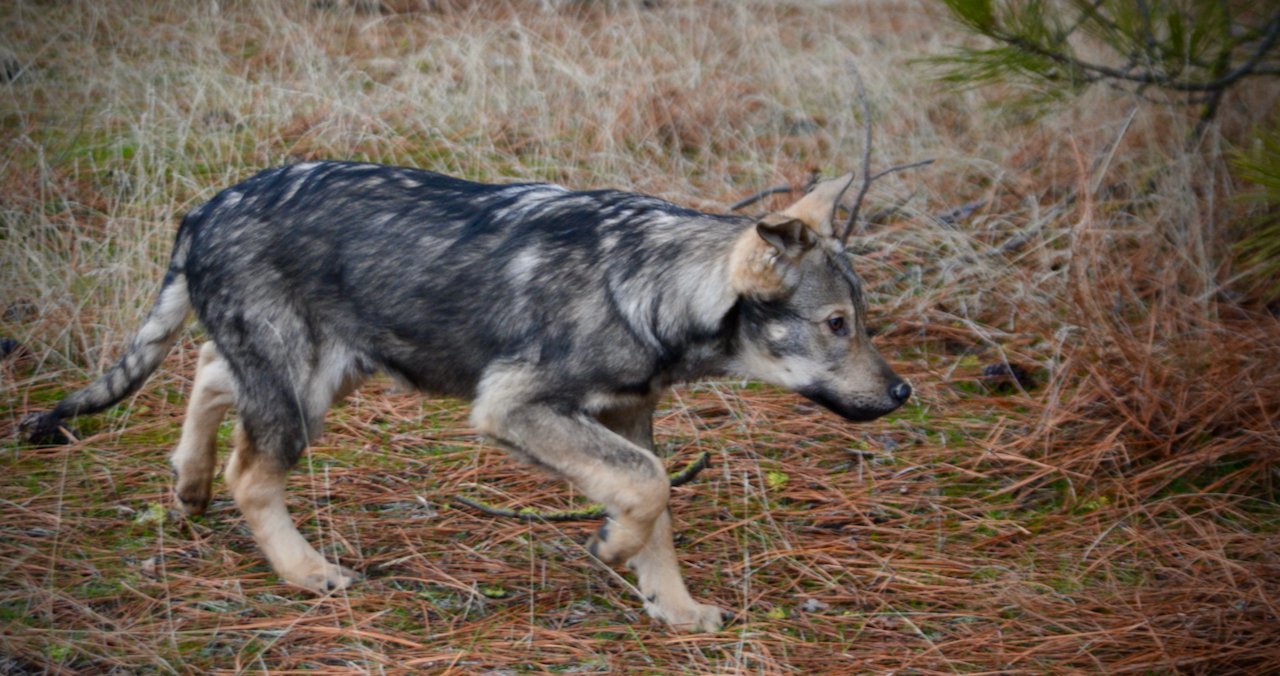 Patch - 4 months old - trotting sideways head down