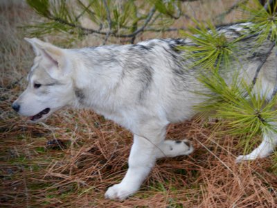 Corvette - 4 months old - trotting left pines