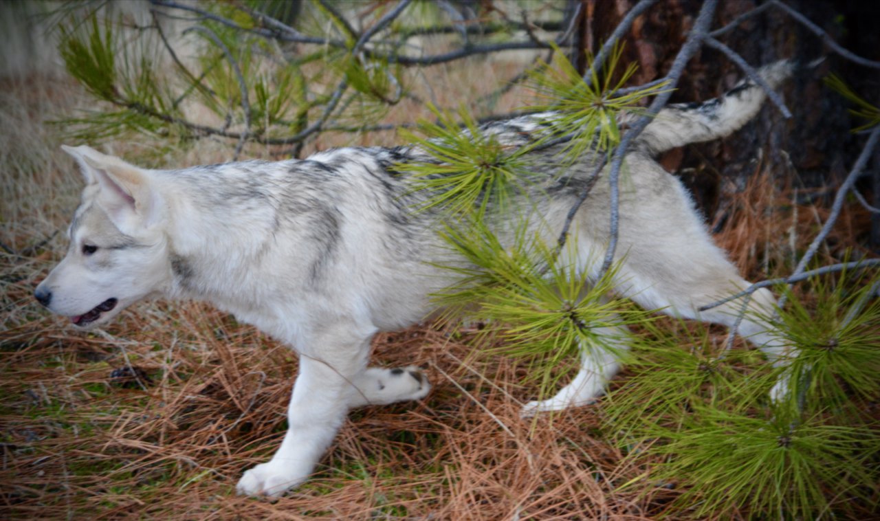 Corvette - 4 months old - trotting left pines