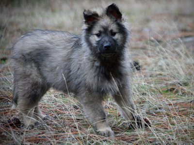 Barracuda - 4 months old - standing ears up