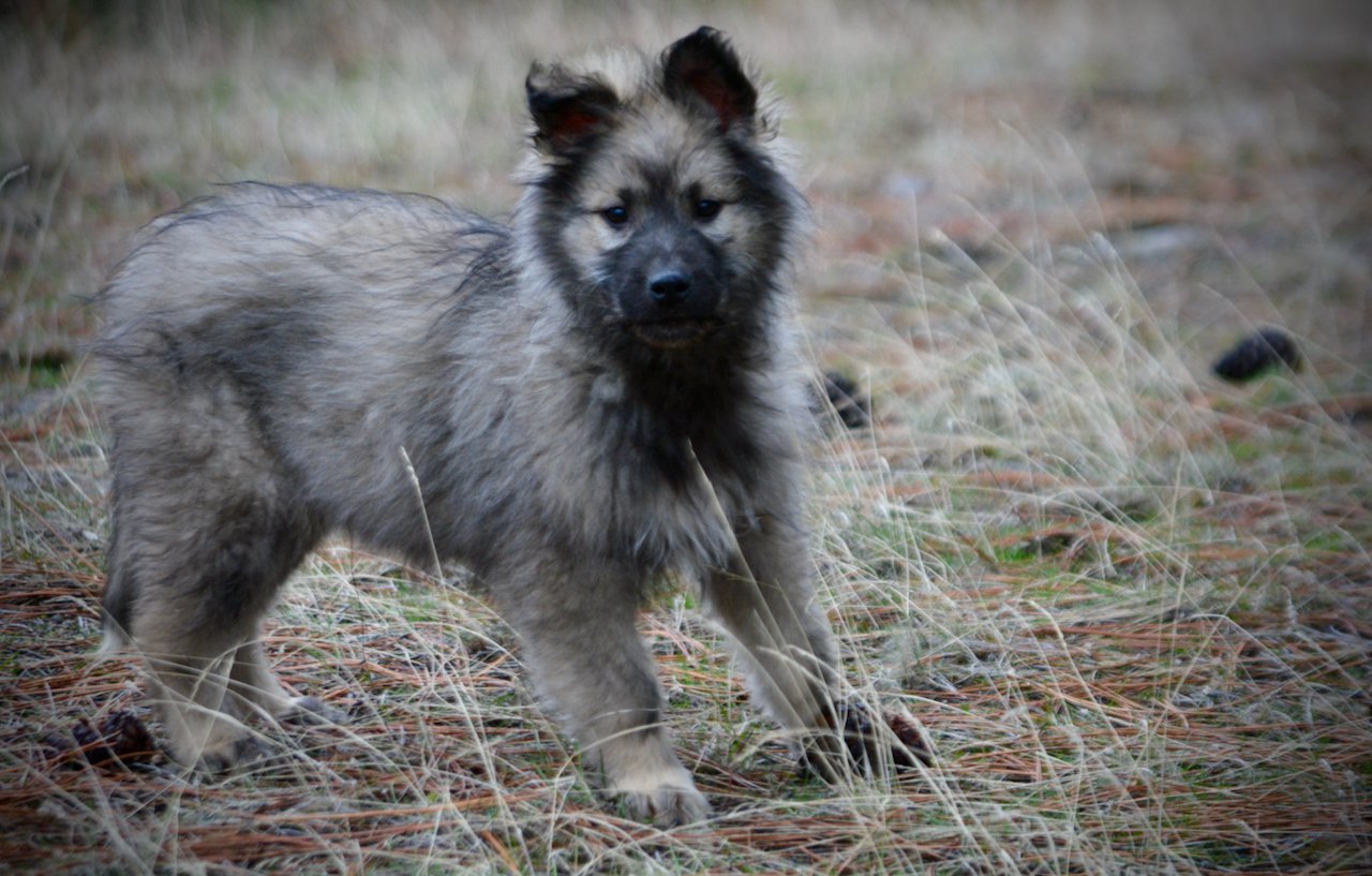 Barracuda - 4 months old - standing ears up