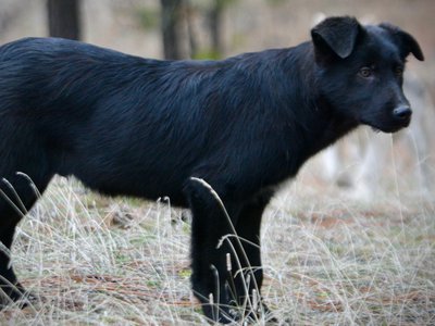 Licorice - 4 months old - standing sideways looking sideways