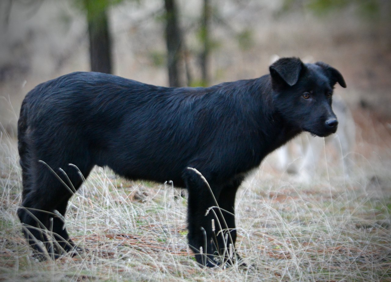 Licorice - 4 months old - standing sideways looking sideways