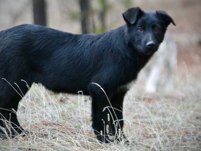 Licorice - 4 months old - standing sideways looking