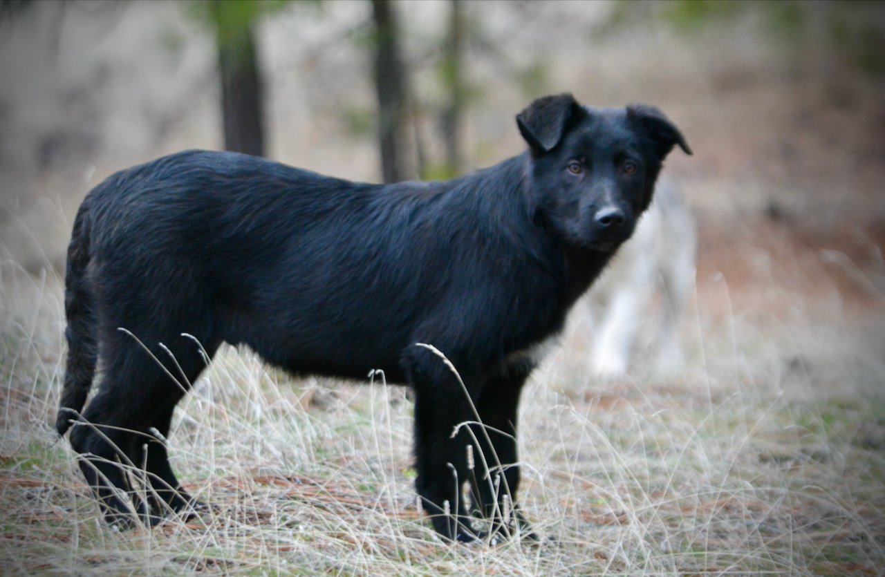 Licorice - 4 months old - standing sideways looking