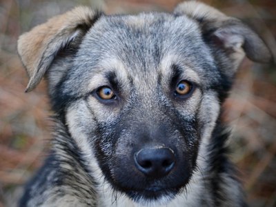 Apple Cider - 4 months old - head shot - yellow eyes