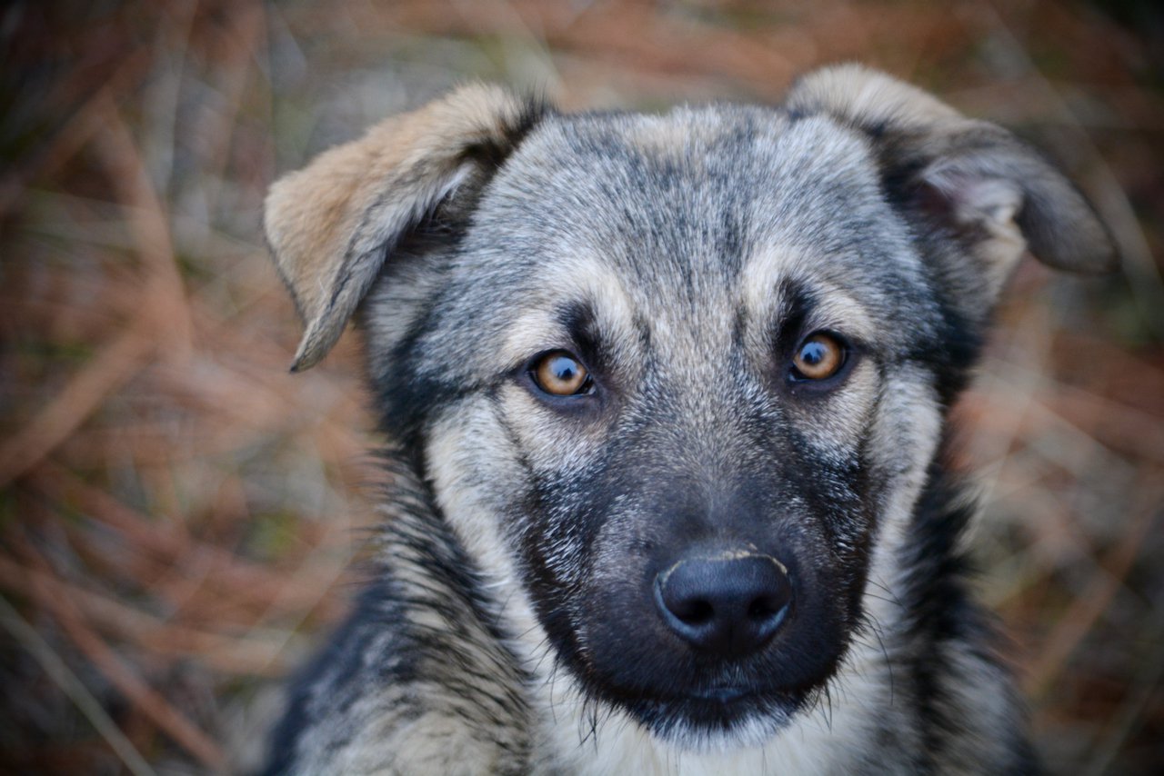 Apple Cider - 4 months old - head shot - yellow eyes