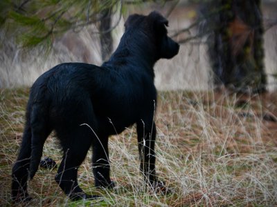 Licorice - 4 months old - standing away