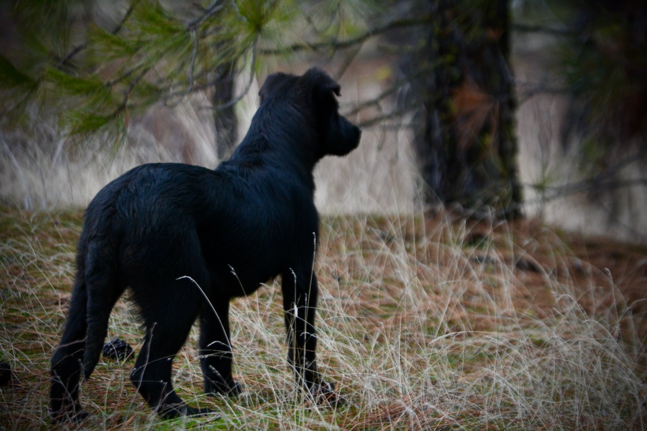 Licorice - 4 months old - standing away