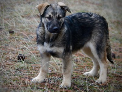 Apple Cider - 4 months old - standing broad shoulders