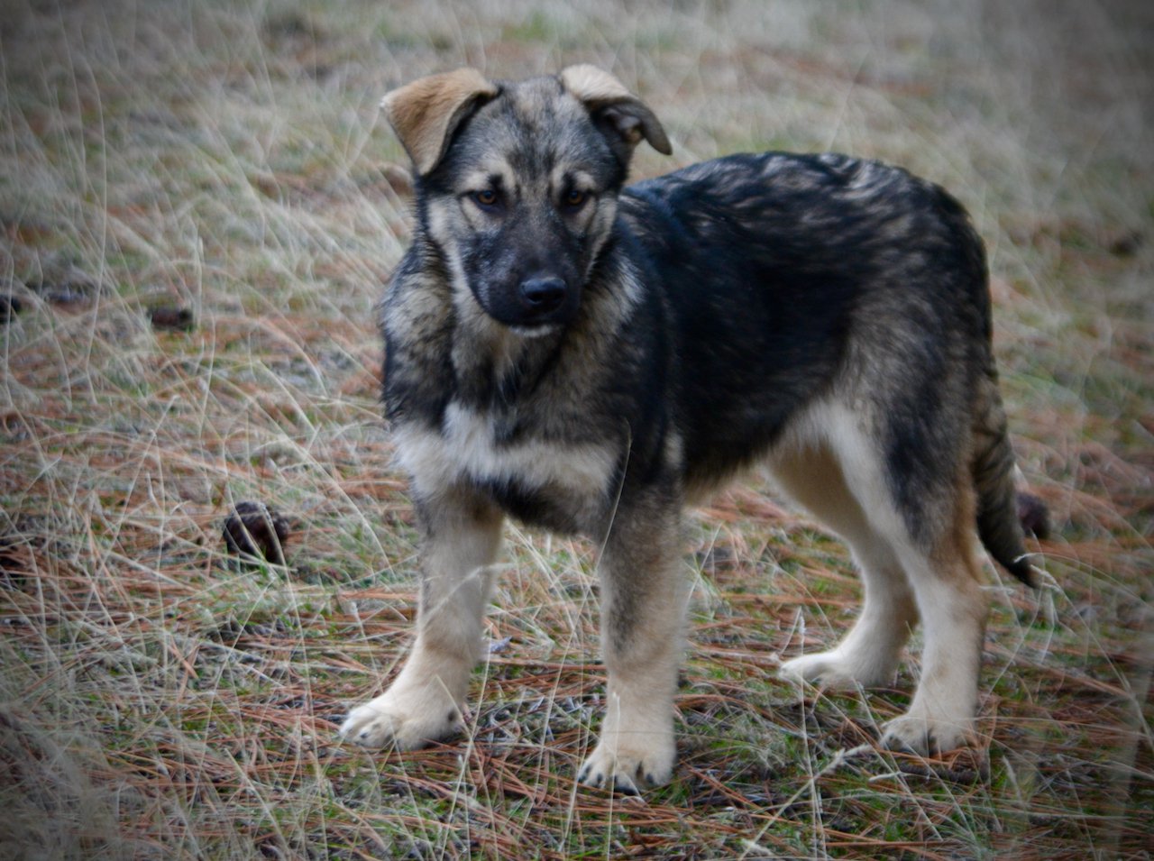 Apple Cider - 4 months old - standing broad shoulders