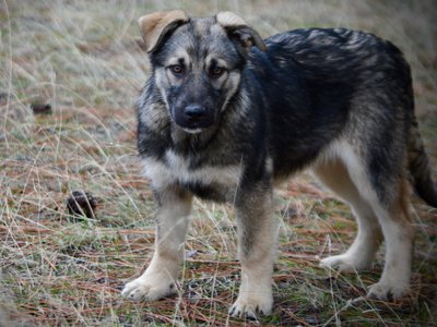 Apple Cider - 4 months old - standing broad shoulders1