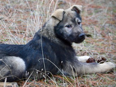 Denali - 4 months old - pretty down looking