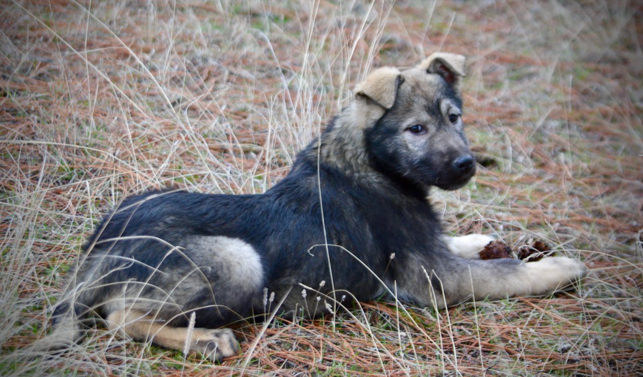 Denali - 4 months old - pretty down looking