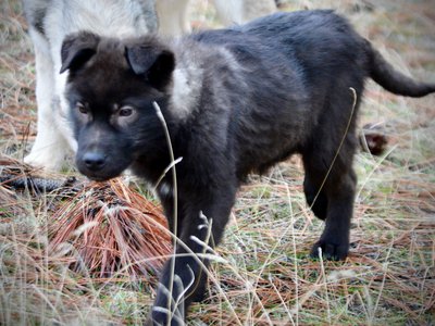 Lincoln - 4 months old - standing walking forward