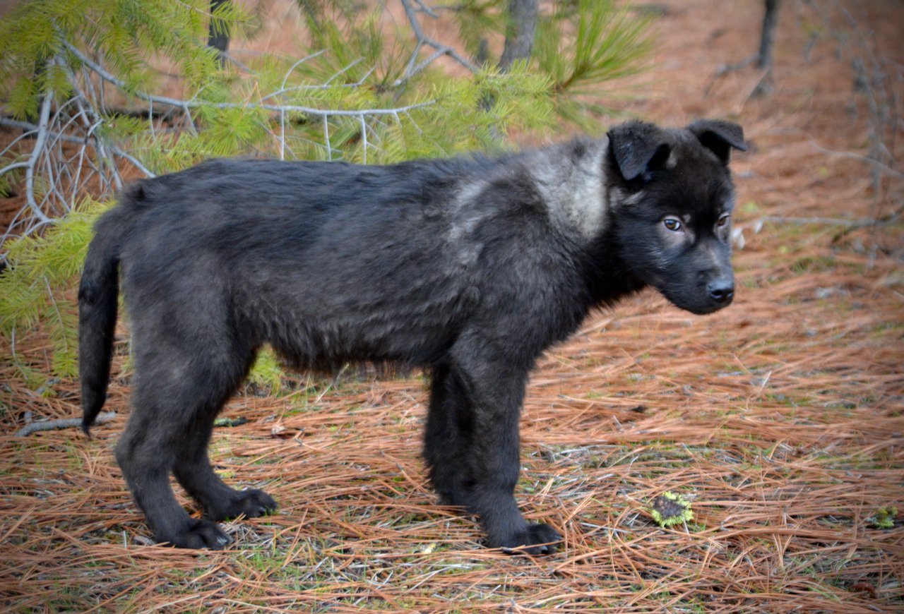 Lincoln - 4 months old - standing pretty looking2