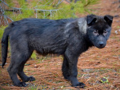 Lincoln - 4 months old - standing pretty looking1