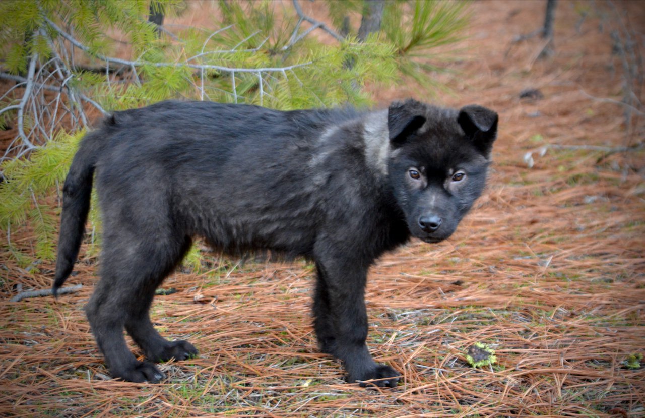 Lincoln - 4 months old - standing pretty looking