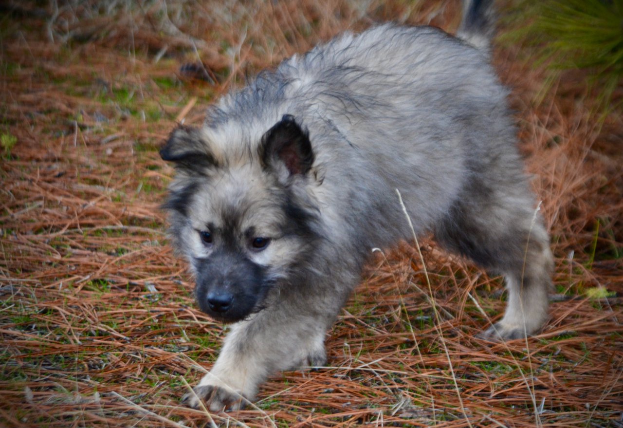 Barracuda - 4 months old - running