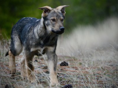 Patch - 4 months old - trotting forward