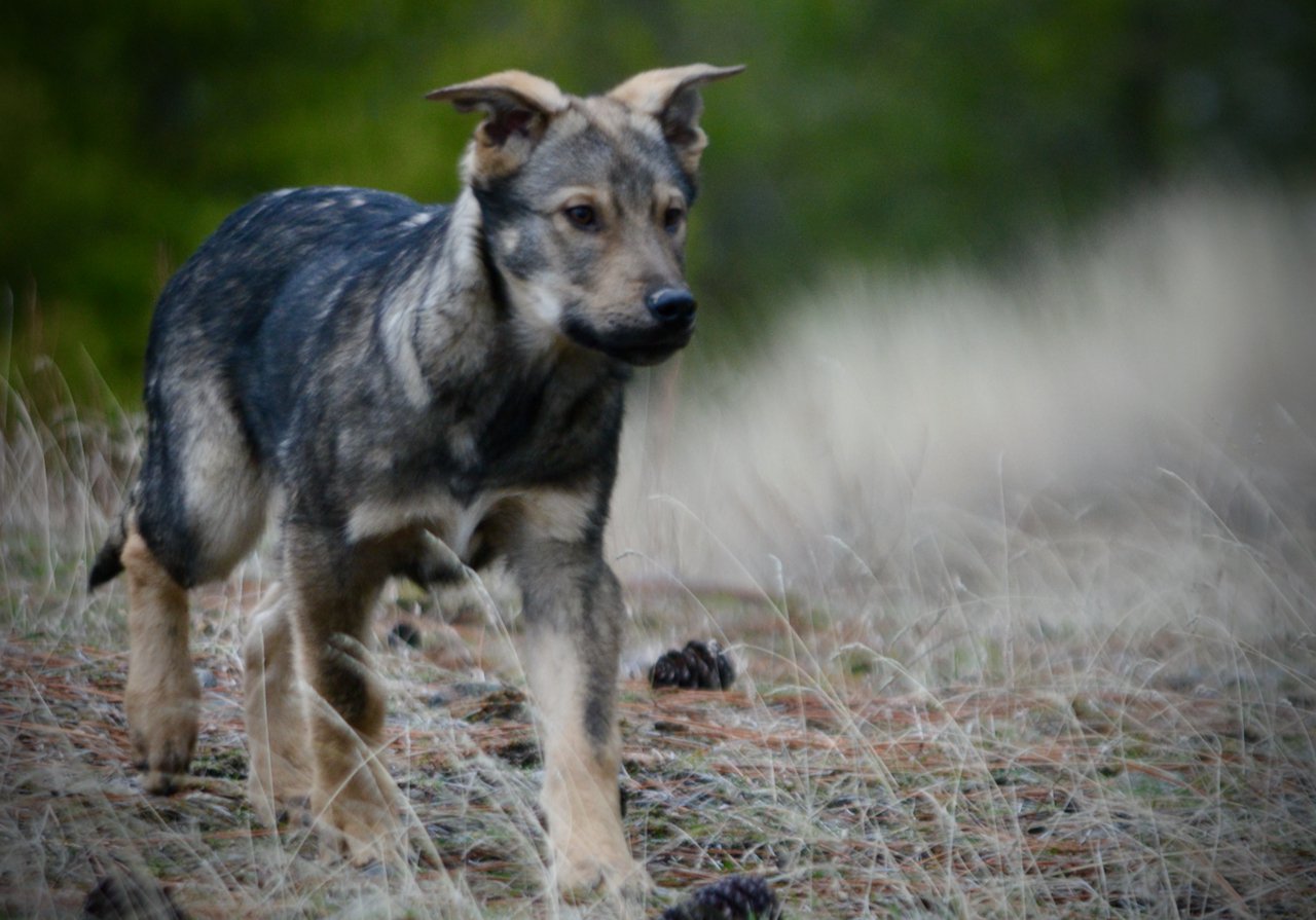 Patch - 4 months old - trotting forward