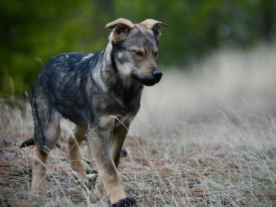 Patch - 4 months old - trotting forward ears back