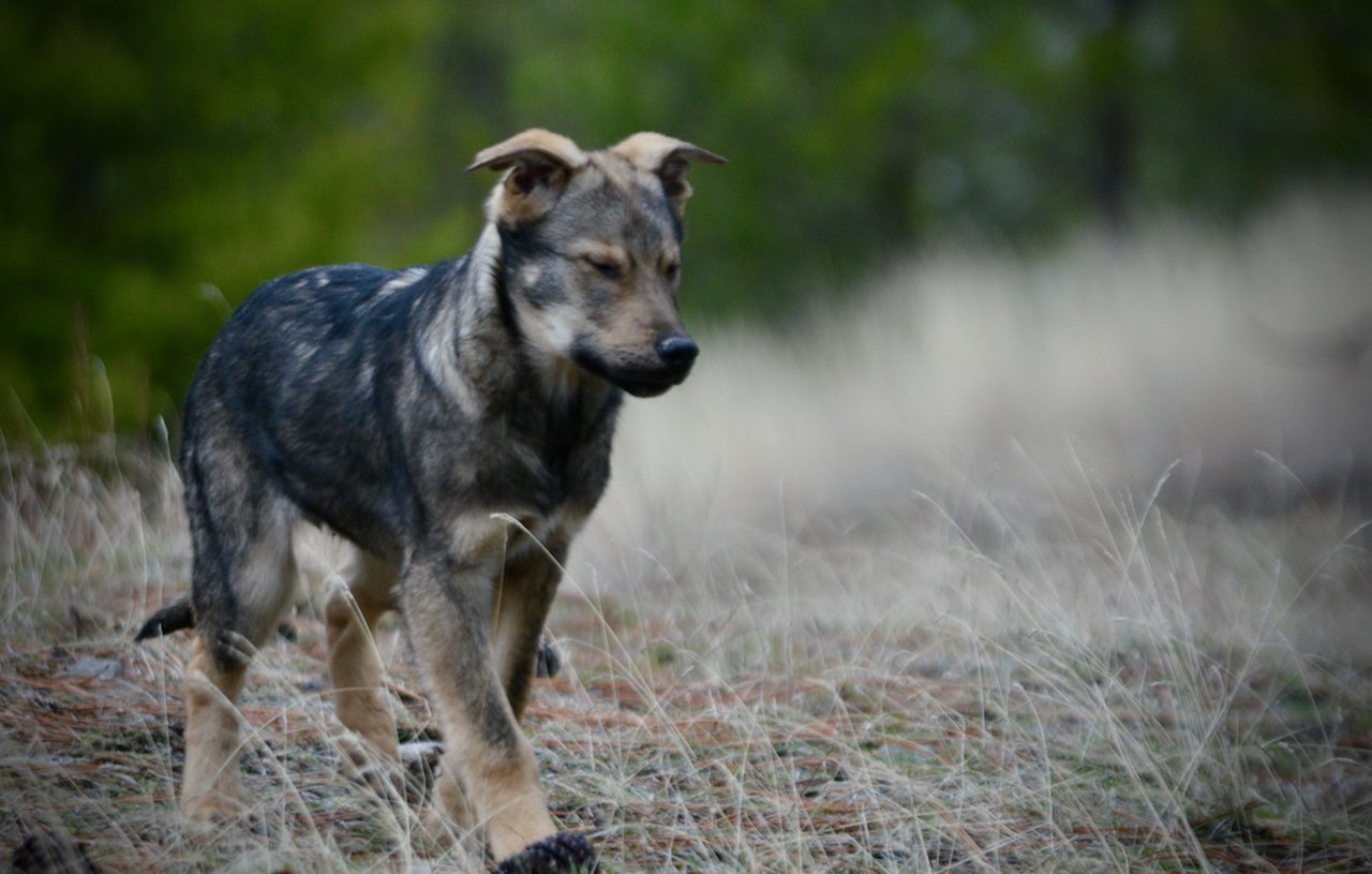 Patch - 4 months old - trotting forward ears back