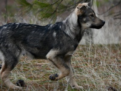 Patch - 4 months old - trotting sideways head up