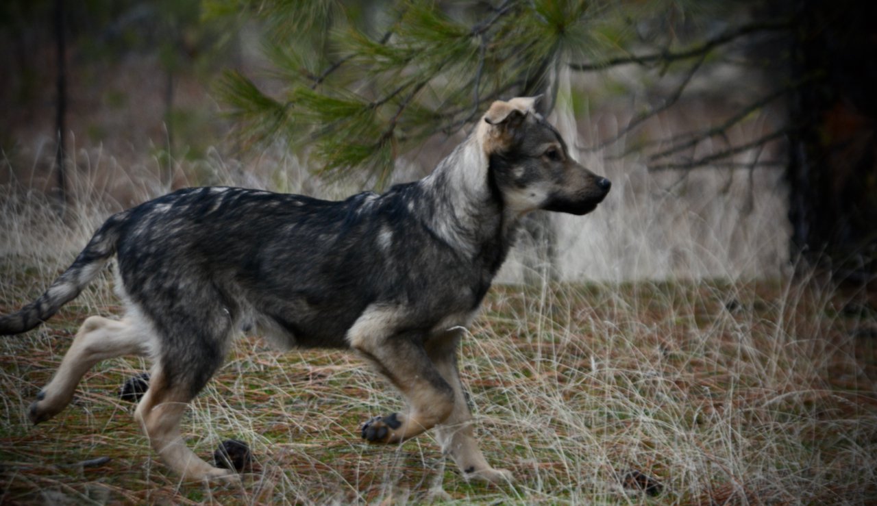 Patch - 4 months old - trotting sideways head up