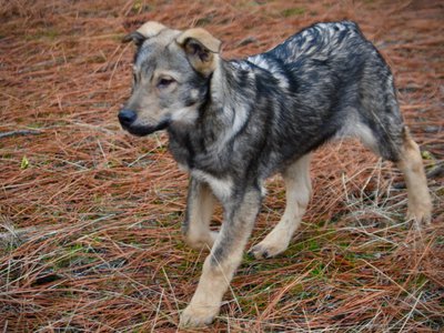 Patch - 4 months old - trotting forward head up1