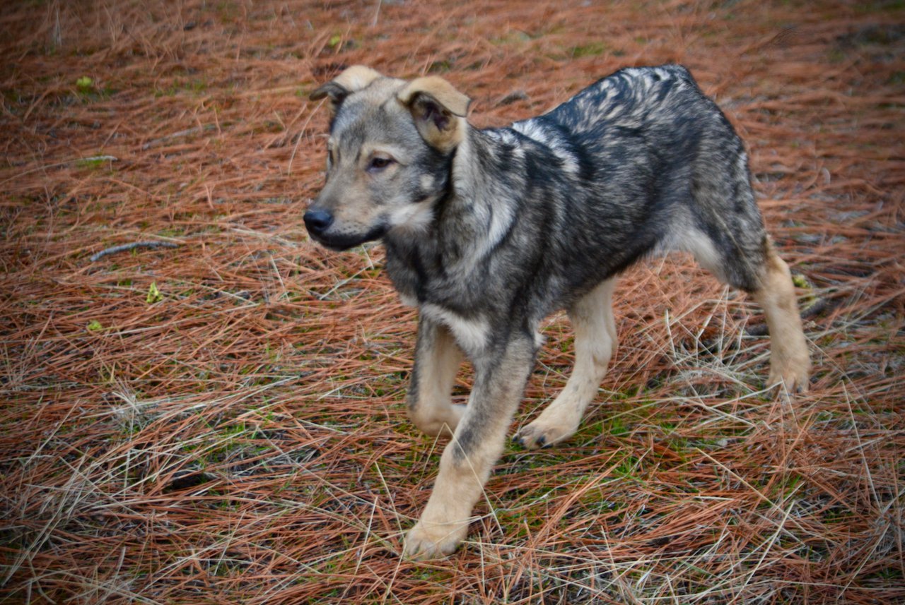 Patch - 4 months old - trotting forward head up1