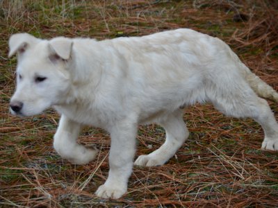 Everest - 4 months old - walking pretty stretched out