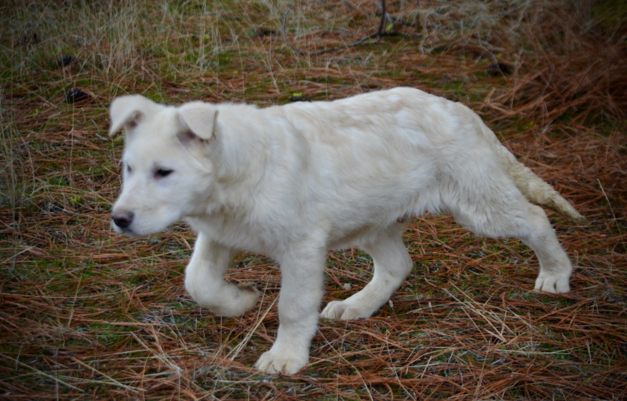 Everest - 4 months old - walking pretty stretched out