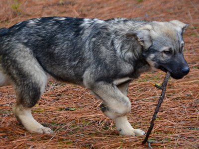 Dell - 4 months old - trotting with stick