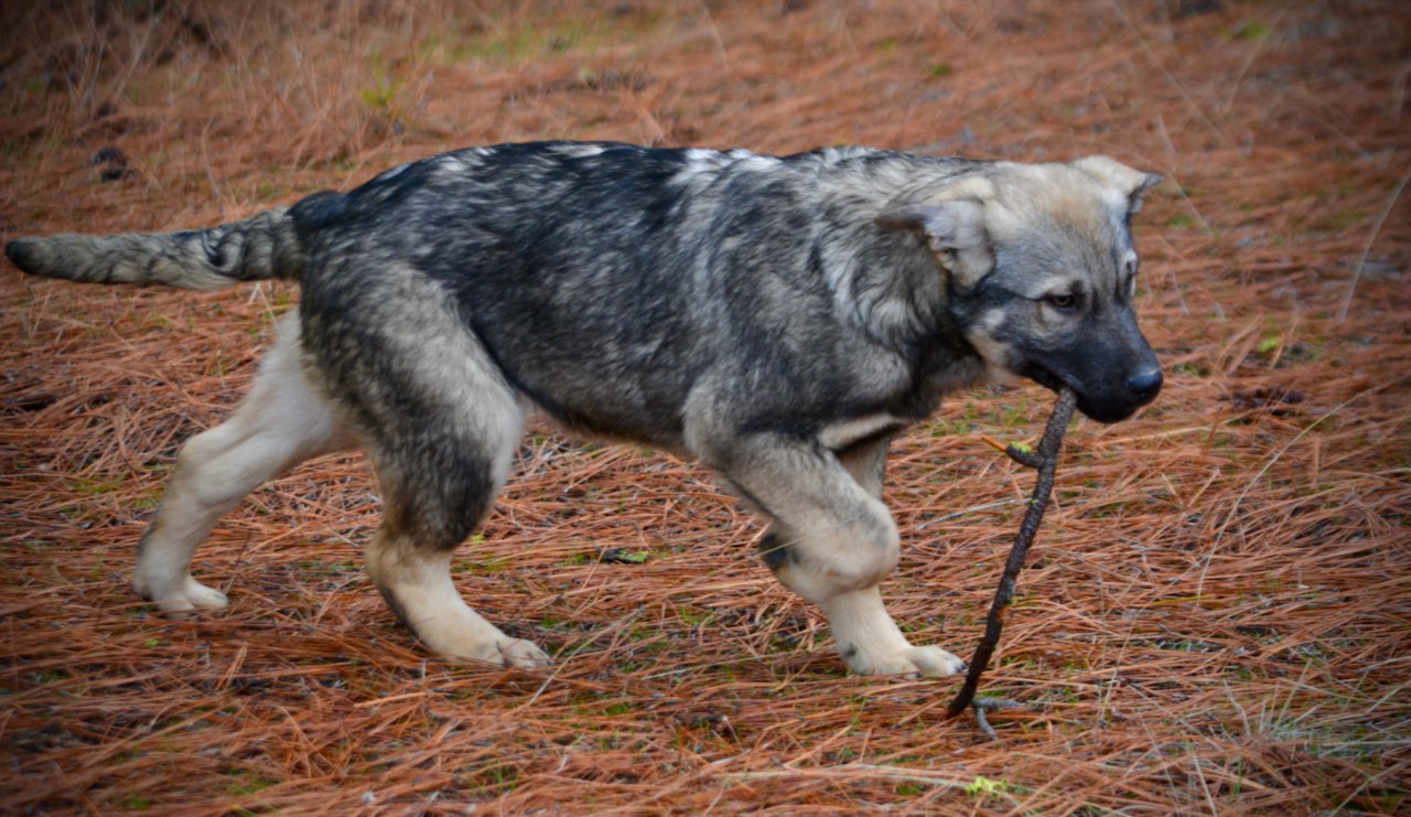 Dell - 4 months old - trotting with stick