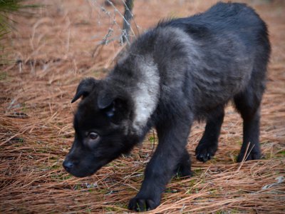 Lincoln - 4 months old - walking forward head down