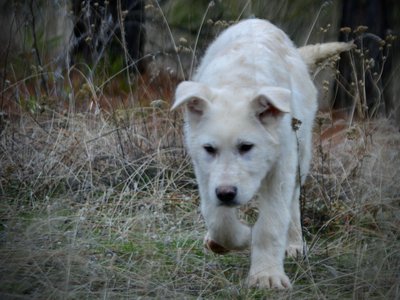 Everest - 4 months old - walking forward