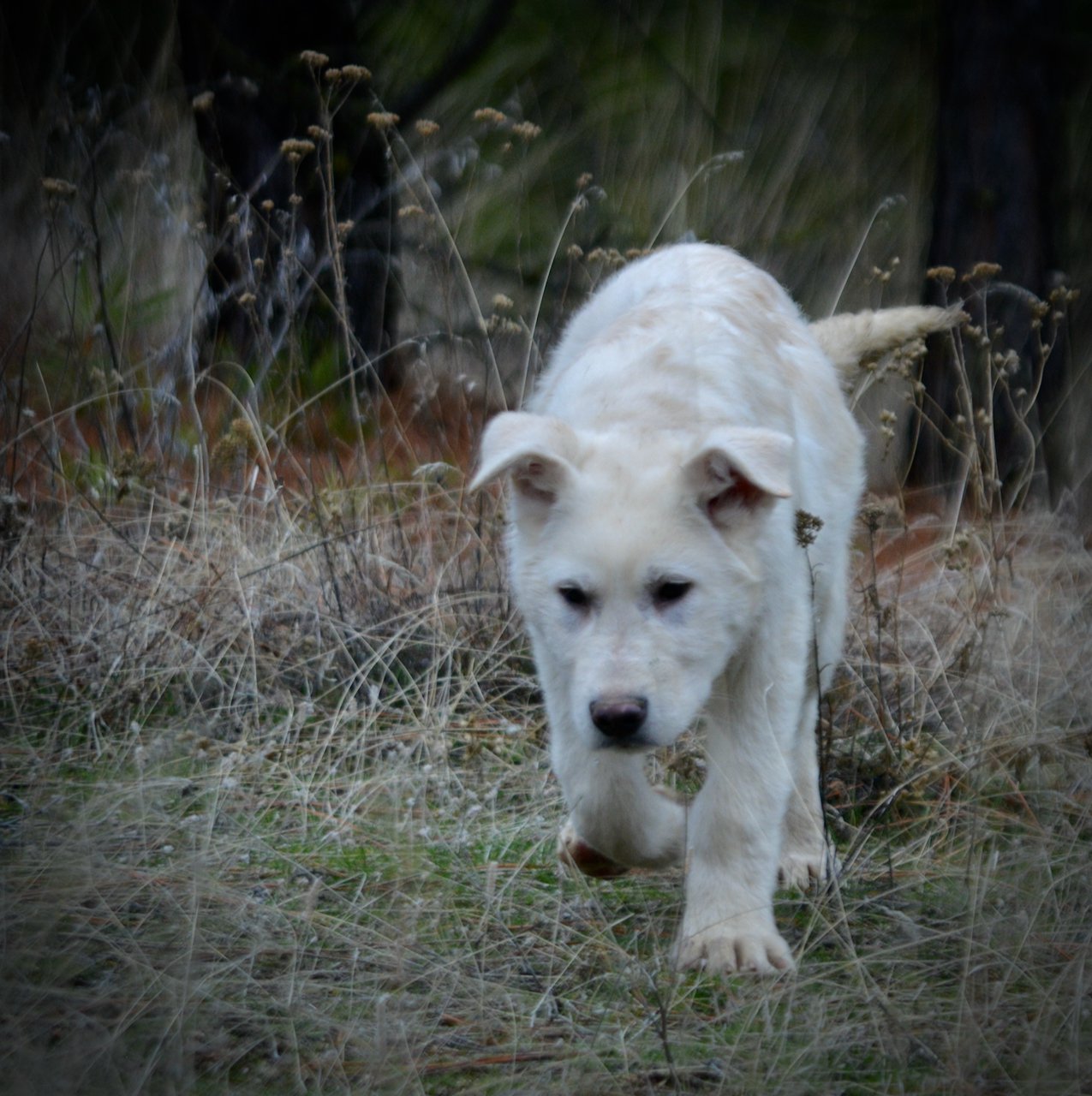 Everest - 4 months old - walking forward