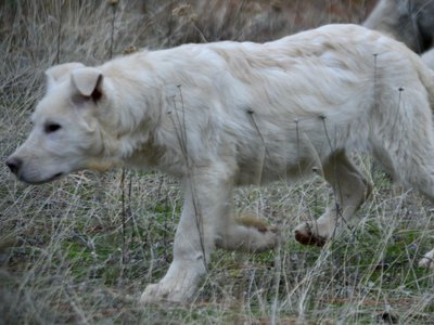 Everest - 4 months old - walking sideways head down