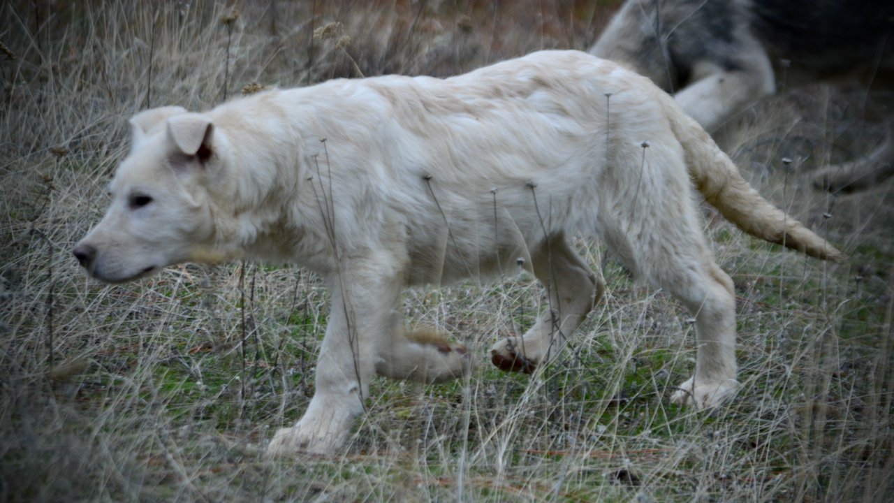 Everest - 4 months old - walking sideways head down