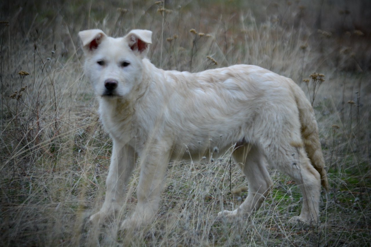 Everest - 4 months old - standing ears half up