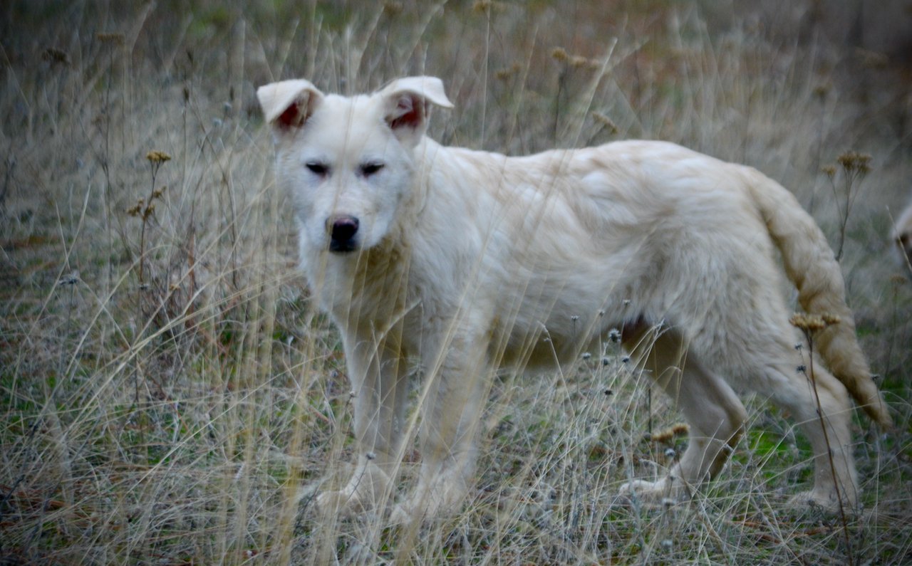 Everest - 4 months old - standing pretty ears half up