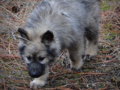 Barracuda - 4 months old - walking forward - ears up