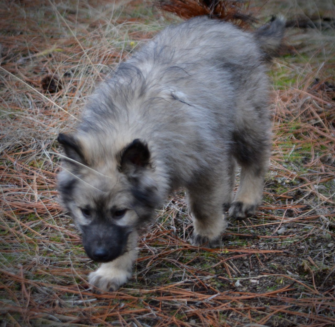 Barracuda - 4 months old - walking forward - ears up