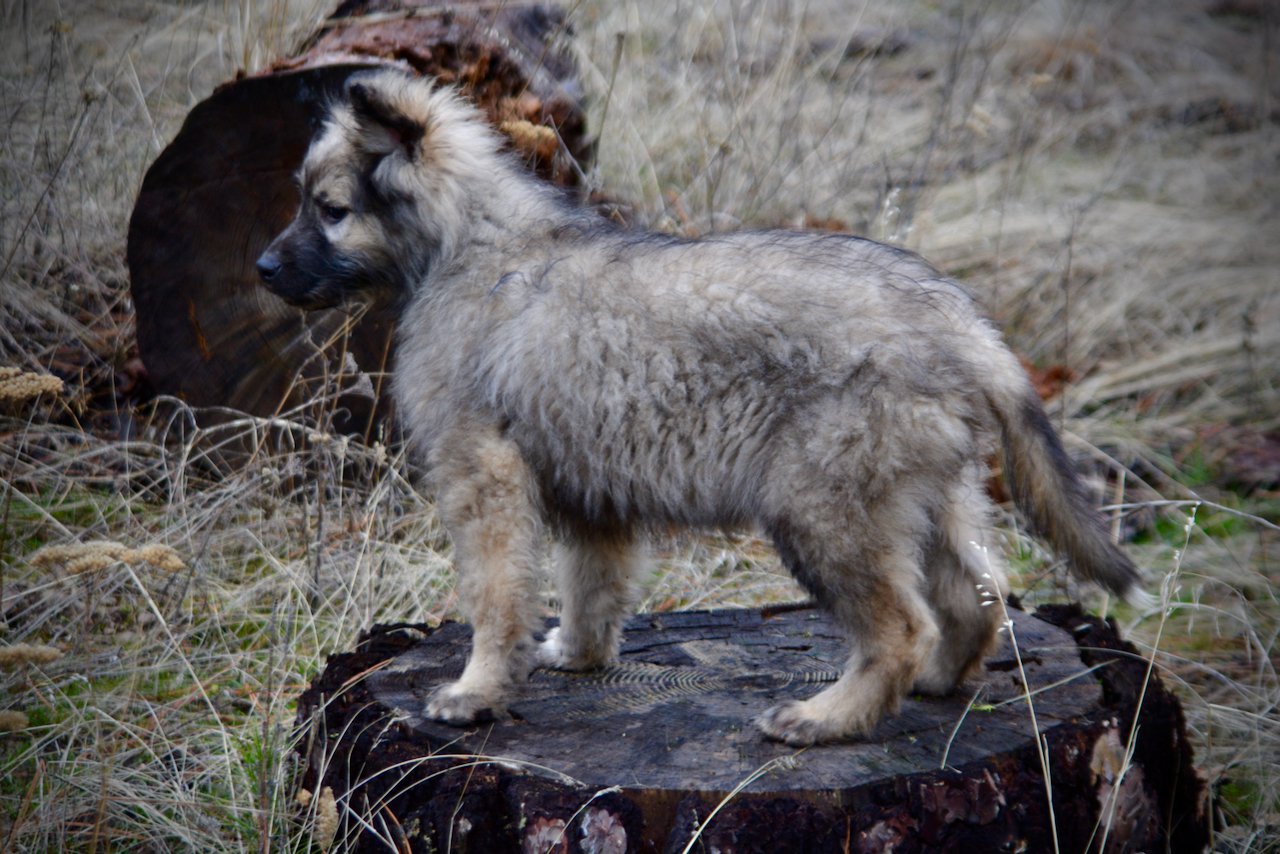 Barracuda - 4 months old - standing on log