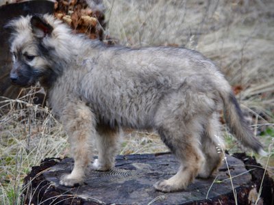 Barracuda - 4 months old - standing on log1