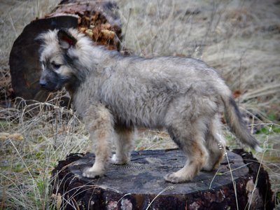 Barracuda - 4 months old - standing on log1